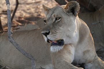 Löwen im Grenzgebiet von Namibia und Botswana im Chobe Revier