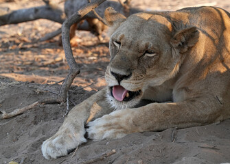 Löwen im Grenzgebiet von Namibia und Botswana im Chobe Revier