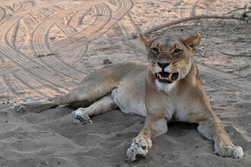 Naklejka premium Löwen im Grenzgebiet von Namibia und Botswana im Chobe Revier