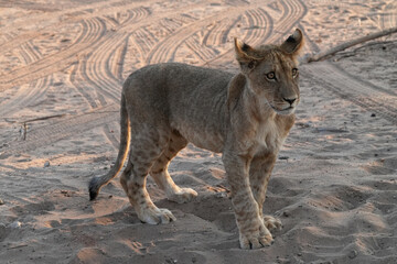 Löwen im Grenzgebiet von Namibia und Botswana im Chobe Revier