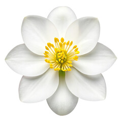 Obraz premium Close-up of a beautiful white flower with yellow stamen, showcasing delicate petals isolated on transparent and white background
