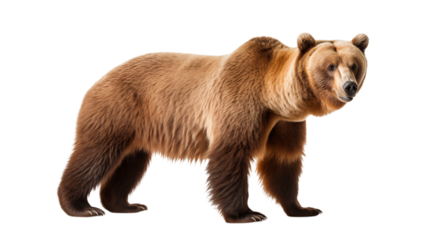 A brown bear standing in a studio setting looking towards the camera with a neutral expression on its face on transparent background