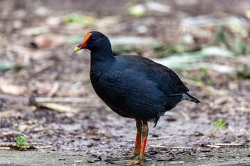 Pretty adult dusky moorhen in contemplation at the wetland