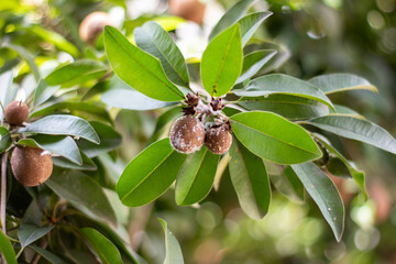 sapodilla fruit contaminated with whitefly pests