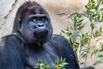 Adult troupe leader Gorilla, a silverback in contemplation