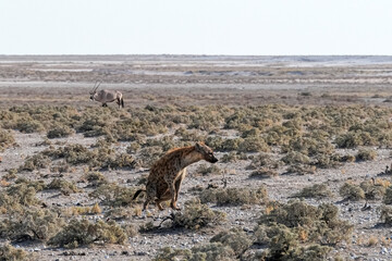 Hyäne im Etosha Nationalpark am frühen Morgen