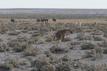 Hyäne im Etosha Nationalpark am frühen Morgen