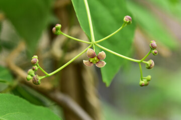 小さいツリバナの花とつぼみ
