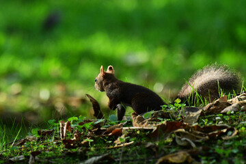 地面に下りたリスの後ろ姿