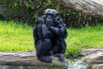 Adult male chimpanzee in contemplation 