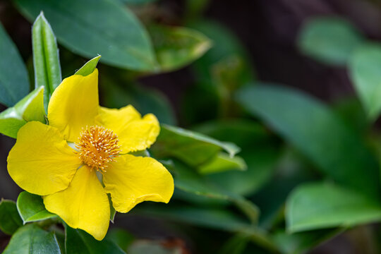 Pretty yellow Mai flower in autumn bloom at a garden