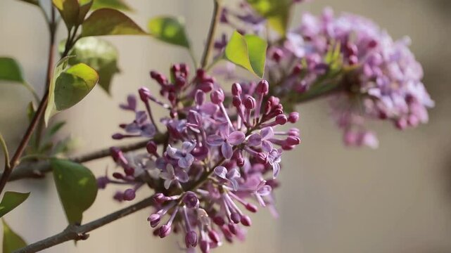 purple lilac bush flover closeup
