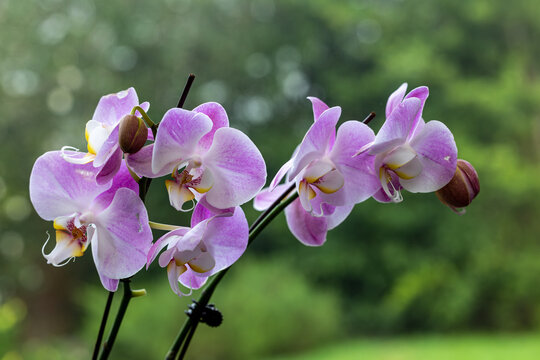 Pretty phalaenopsis blooms at our garden