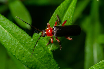 Brightly colored insect perched on a vibrant green leaf in a lush natural environment during daylight