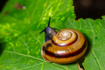 Oxychilus alliarius , commonly known as the garlic snail or garlic glass-snail