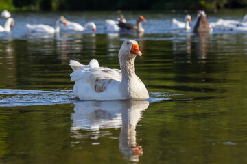 Fototapeta premium A domestic goose is a goose that humans have domesticated and kept for their meat, eggs, or down feathers. Domestic geese have been derived through selective breeding from the wild greylag goose