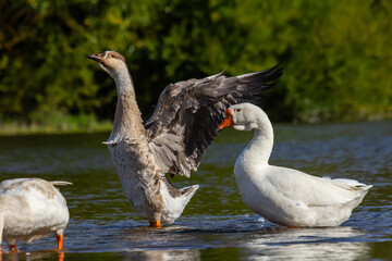 A domestic goose is a goose that humans have domesticated and kept for their meat, eggs, or down...