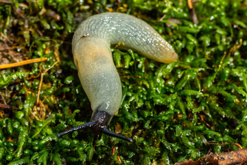 arion intermedius slug animal macro photography