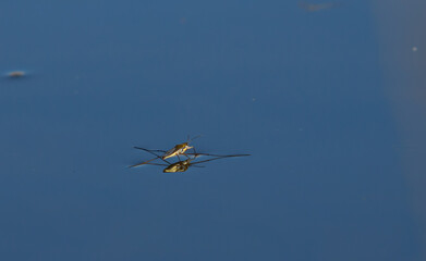 Rowers glide across a serene lake under a clear blue sky during a peaceful afternoon in early spring
