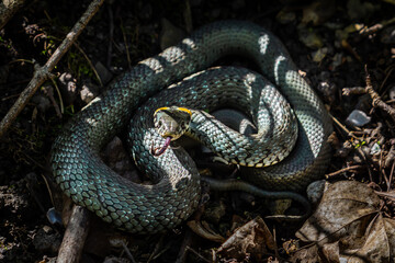 The grass snake Natrix natrix, sometimes called the ringed snake or water snake, is a Eurasian non-venomous snake. Mating time in spring in the forest