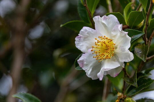 Lovely Camellia in full autumn bloom at our garden