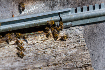 Honeybees gather around a hive entrance at a wooden structure during a sunny afternoon in late spring, showcasing their vital role in pollination