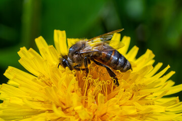 Bee on a dandelion flower, close-up. Yellow dandelion flowers in a clearing, pollination of flowers by insects. Natural spring background with bright flowers, selective focus.