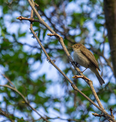 Chiffchaff, Phylloscopus collybita, perched on a tree branch