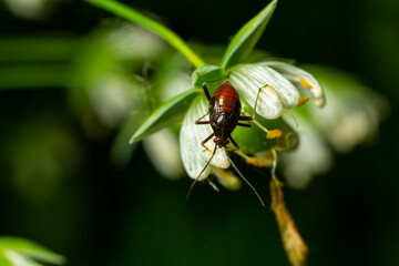 Close-up view of a beetle resting on a delicate white flower in a lush green environment during springtime