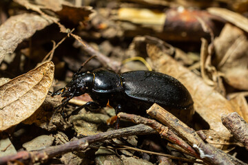 Insect foraging on earth covered with dry leaves and twigs during a warm afternoon in a forested area
