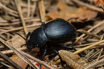 Close-up view of a black beetle crawling through dry leaves and pine needles in a forest during daylight
