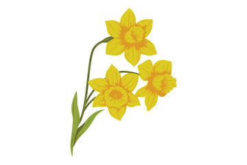 Fototapeta premium Beautiful Daffodil Flower Hand Drawn Illustration