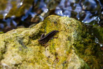 Small black insect crawling on a rock by the water under bright sunlight in a natural setting