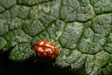 Red beetle with white spots resting on a textured green leaf in a lush garden under natural lighting during the daytime