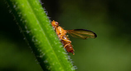 Close-up view of an orange insect resting on a green plant stem in a natural outdoor setting