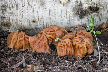 Detail shot of amazing group Gyromitra gigas mushrooms