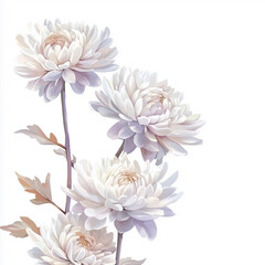 Obraz premium illustration of Chrysanthemums, summer flowers, soft watercolor tones, white background, detailed illustration, cartoonish.