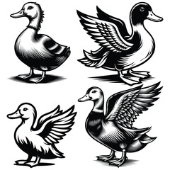 duck and ducklings