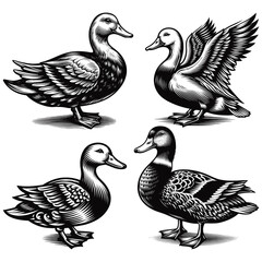 duck and ducklings