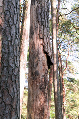 Obraz premium The bark of the pine tree is damaged by the bark beetle pest.