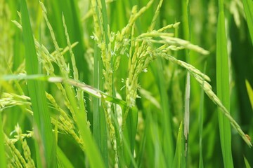 green wheat field