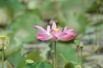 pink lotus flower