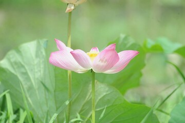 pink lotus flower