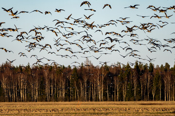 Migratory birds in coordinated flight formation above forest at dawn light during seasonal...