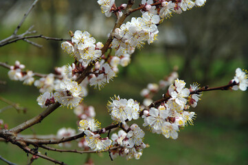 Blossoming apricot. Pink apricot flowers on a natural background. Spring is coming into its own. Kharkov. Ukraine. Close-up. Selective focus.