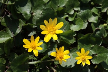 yellow flowers of  Ficaria verna  -Fig buttercup plants on meadow close up
