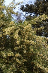Obraz premium Yellow flowers of Prinsepia Sinensis tree - Rosaceae Family