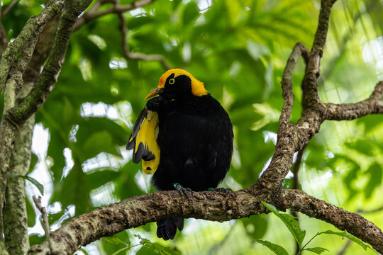 Alert male Regent Bowerbird in contemplation perched on high branch