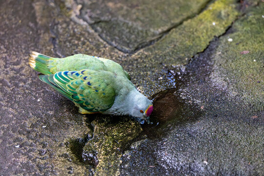 Handsome male superb fruit dove drinks water from puddle 