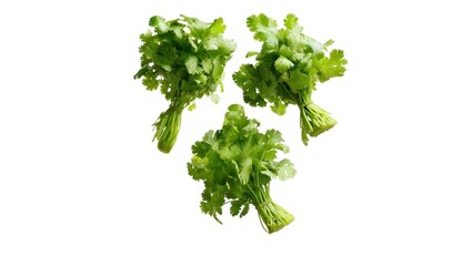 Fototapeta premium Fresh bunches of cilantro arranged artistically, showcasing vibrant green leaves perfect for garnishing and flavoring culinary dishes.